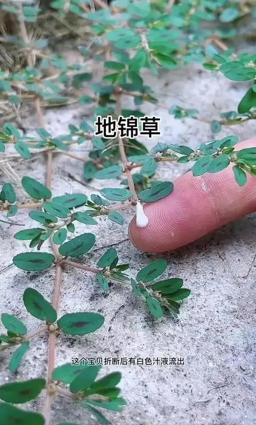 地锦草不仅能止血治胃肠炎还能促进胆红素的代谢促进人体胰岛素分泌