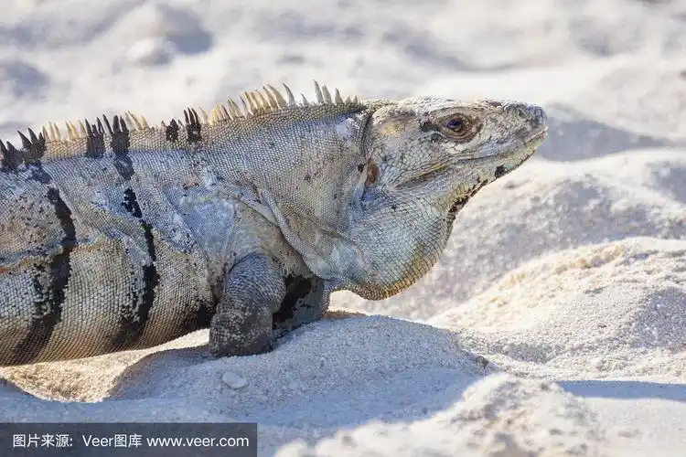 一个黑色刺尾鬣蜥的特写,黑色鬣蜥,或黑色ctenosaur.ctenosaura冲沙.