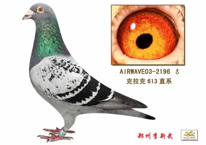 克拉克613直系(已售)