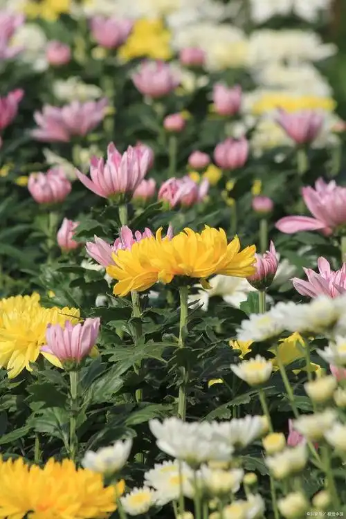 而八月菊是菊花中的一种,它的花期在每年的8月至10月之间,因此被称为