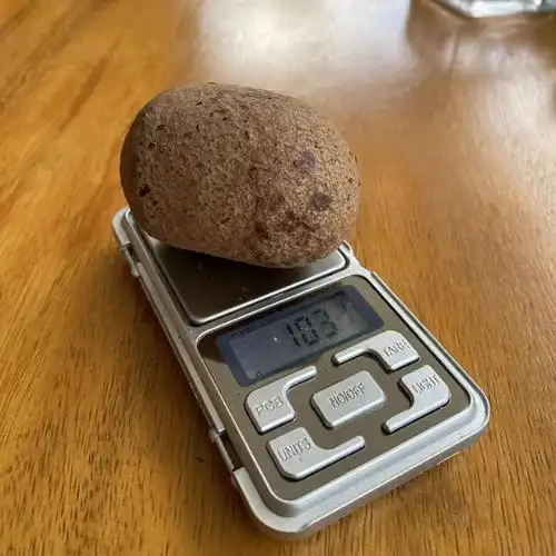 什么是马来西亚箭猪枣?