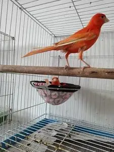 【辣椒红芙蓉鸟红眼】辣椒红芙蓉鸟红眼品牌,价格 - 阿里巴巴