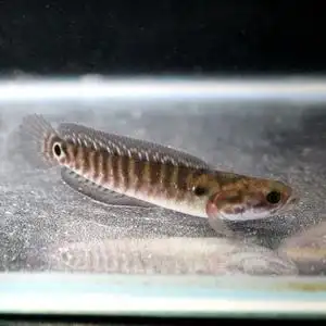 雷龙鱼苗,红月鳢,七星鱼30条50元  包邮包损,冷水观赏鱼