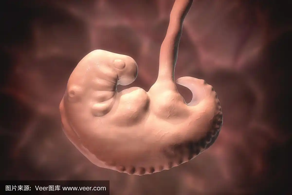 怀孕,4周的胚胎