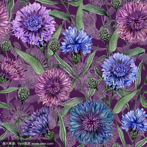 水彩画颜料,绘画插图,手工着色,叶子,矢车菊