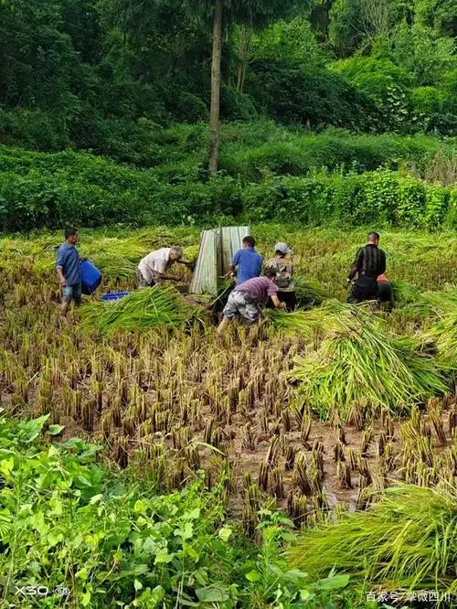 人工打谷子,你体验过吗?