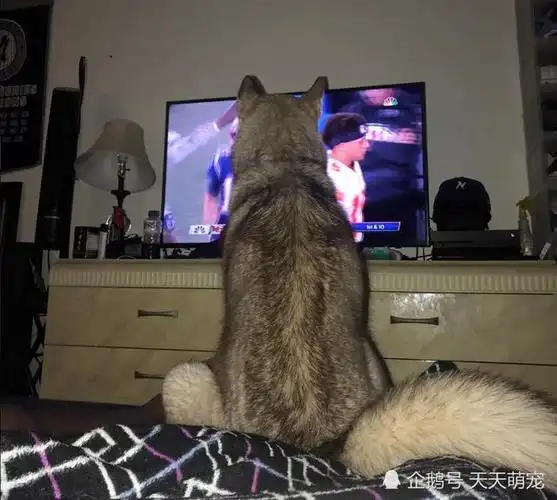 二哈超爱看电视,主人睡觉前把电视关了,结果汪竟然生气了!
