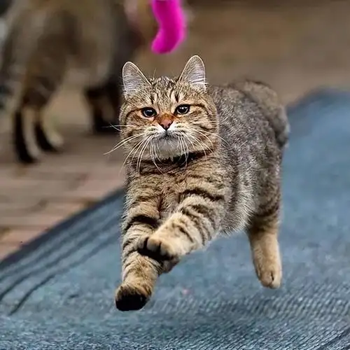 回顾老人救狸花猫幼崽2年后街上遭人殴打狸花猫将打人者咬伤