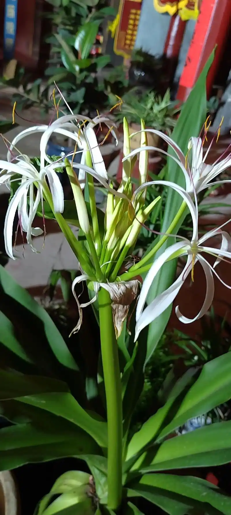 文殊兰,菩萨文殊兰的名字很有禅意,是佛教谈佛的鲜花,它叶子翠 - 抖音