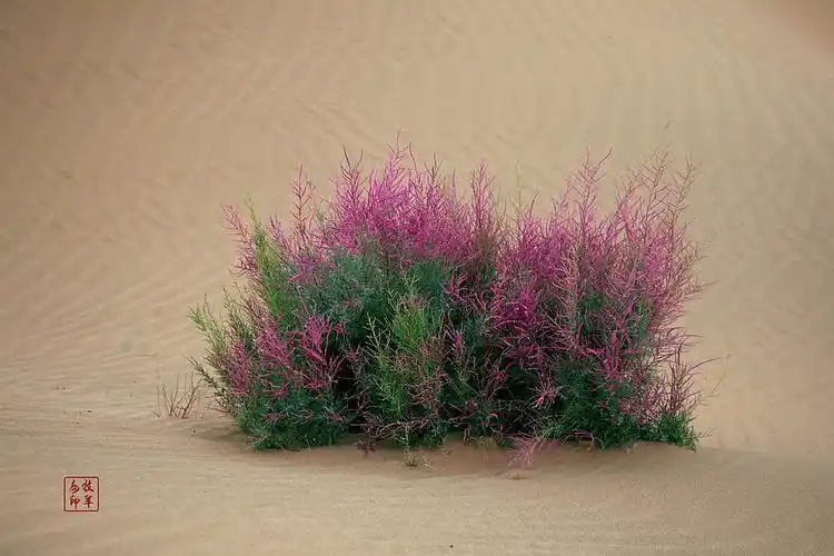 坚韧柔美大漠红柳花精品收藏