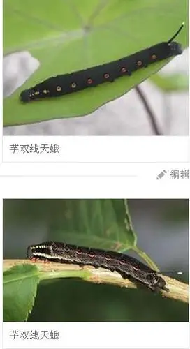 展开全部 芋双线天蛾幼虫 芋双线天蛾 别称:凤仙花天蛾,芋叶灰褐天蛾