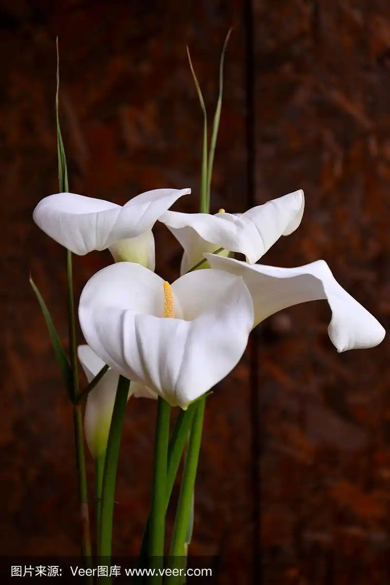 美丽的白色马蹄莲在黑暗的背景