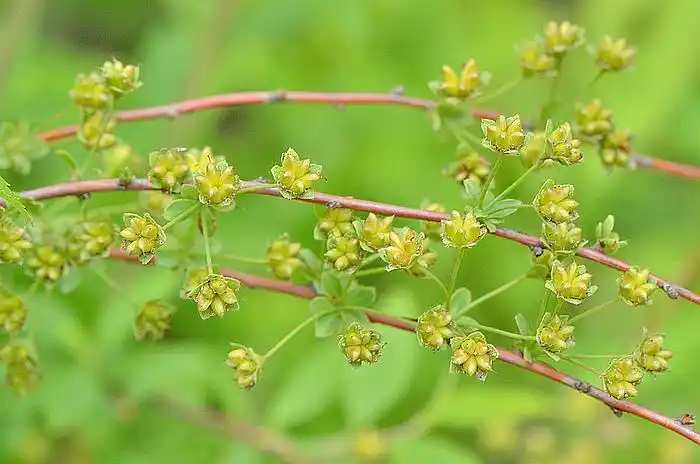 喷雪花 / 珍珠绣线菊 spiraea thunbergii,蓇葖果,蔷薇科 绣线菊属