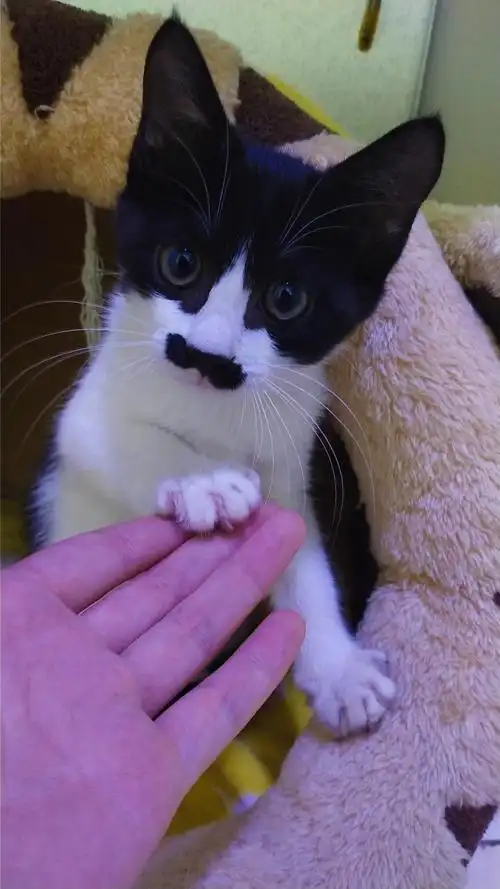 天津可爱奶牛猫求一个好主人