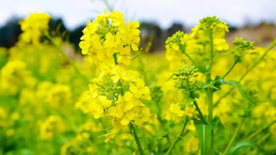 金灿灿的油菜花