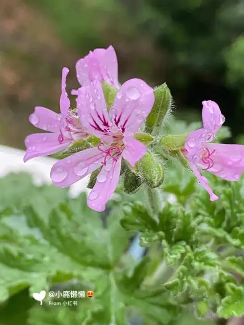 驱蚊草系列原来是香叶天竺葵呀