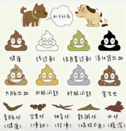 粪便颜色与形状分别代表什么意义