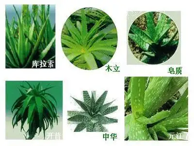 部分芦荟种类送上