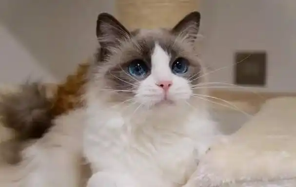 超级漂亮的布偶猫(世界上美丽又可爱的布偶猫)1