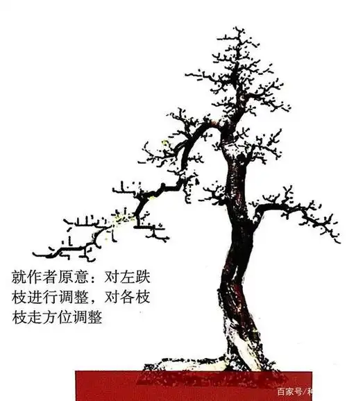 对比布枝前后的盆景造型案例,一目了然!