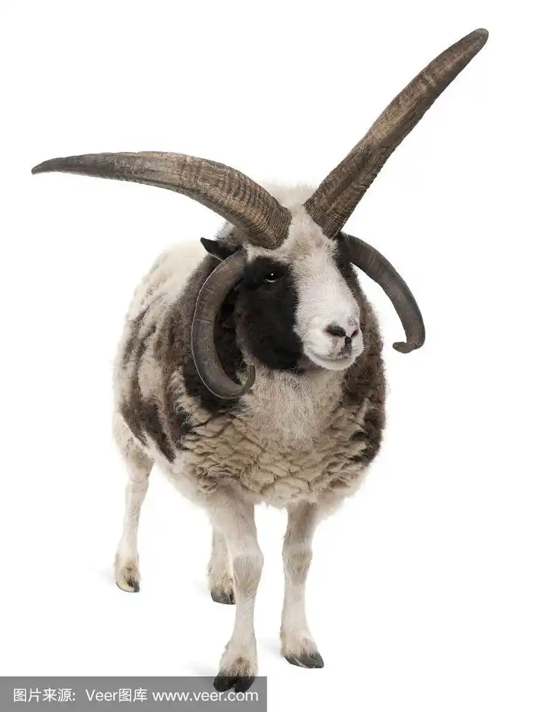 多角绵羊,绵羊羊,前面的白色背景
