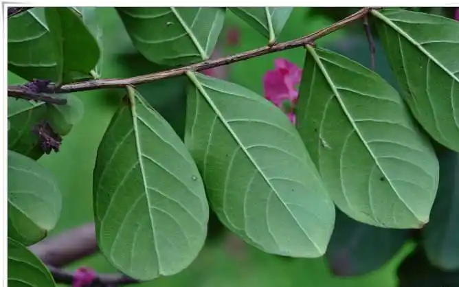 紫薇(lagerstroemia indica l. )