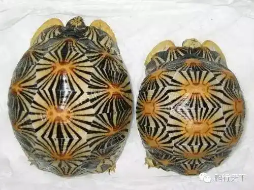 分享辐射陆龟的发纹和培育要诀!