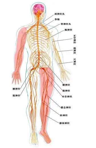 什么是腰间盘突出?这篇文章讲得真好