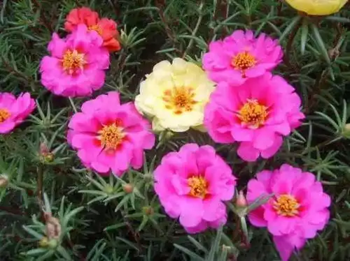 名贵的太阳花品种有妃红太阳花,稼红太阳花,大红太阳花,深红太阳花等.