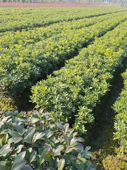 海桐毛球多少钱一棵 精品海桐毛球基地直销