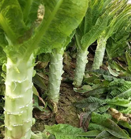 莴笋喜欢什么肥料如何管理才能长得又粗又壮老农种植经验分享