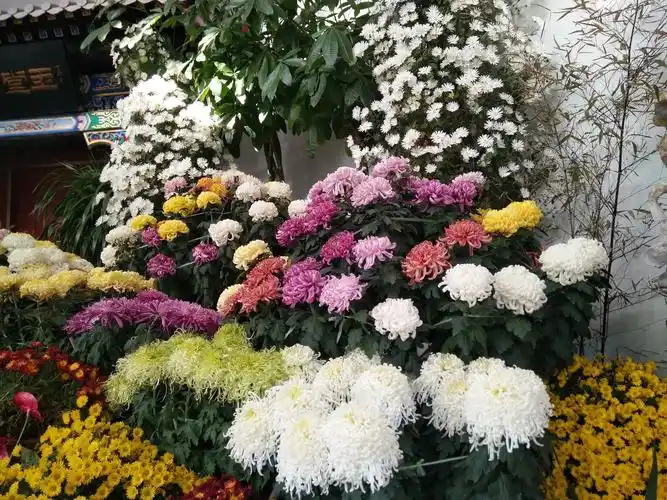 北京中山公园塘花坞菊花展掠影