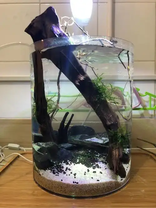 20cm小圆缸 - 原生态造景 - cta南美水族