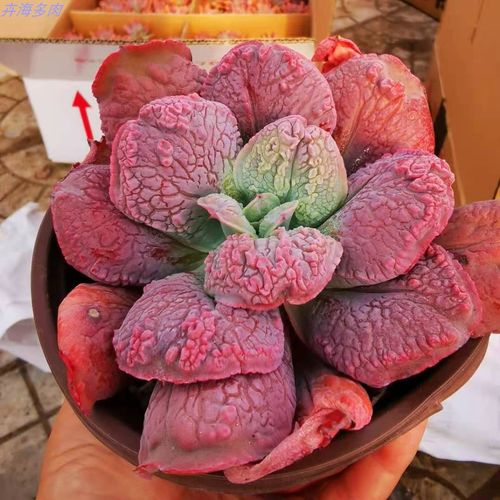 狂野男爵尼古拉斯全疣石莲老桩发货整群状态大棚清棚大型多肉植物