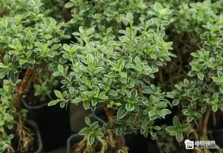 它叫六月雪儿时常去山上挖如今成热门盆栽200元一盆