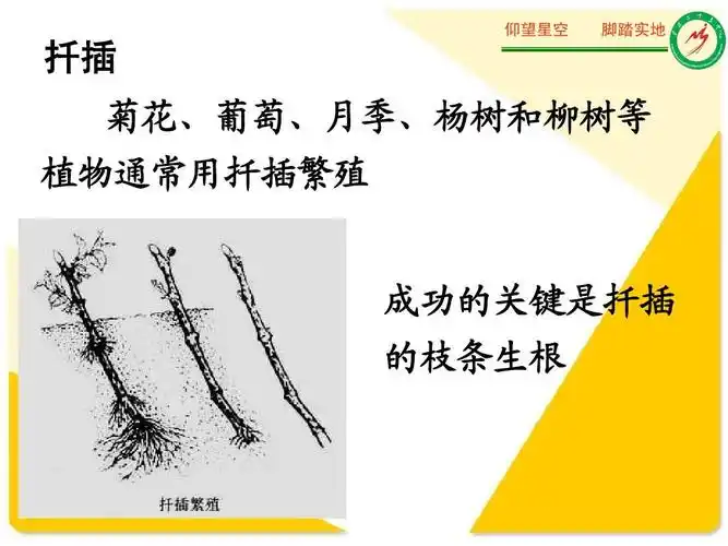 仰望星空 脚踏实地 扦插 菊花,葡萄,月季,杨树和柳树等 植物通常用