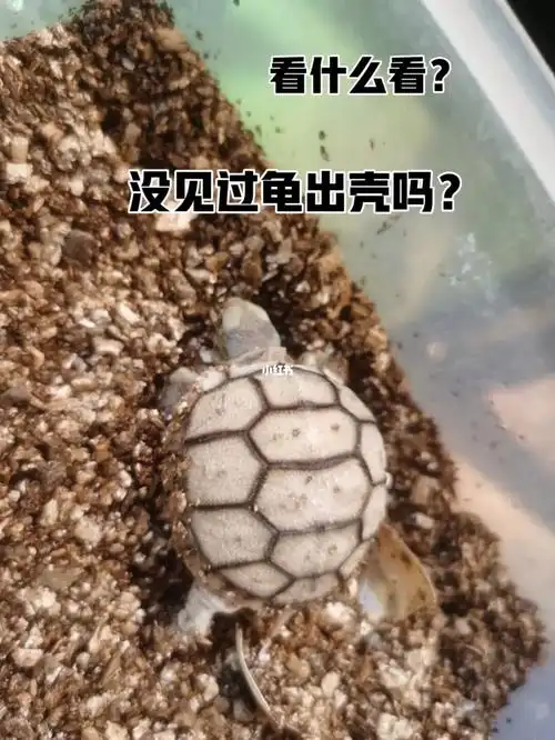 陆龟苏卡达陆龟孵化萌宠我的孵化纪录