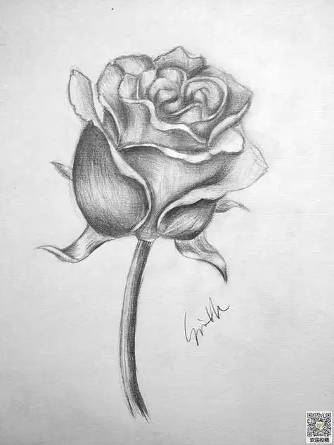 简单的花朵素描画绽放的玫瑰花红玫瑰白描图