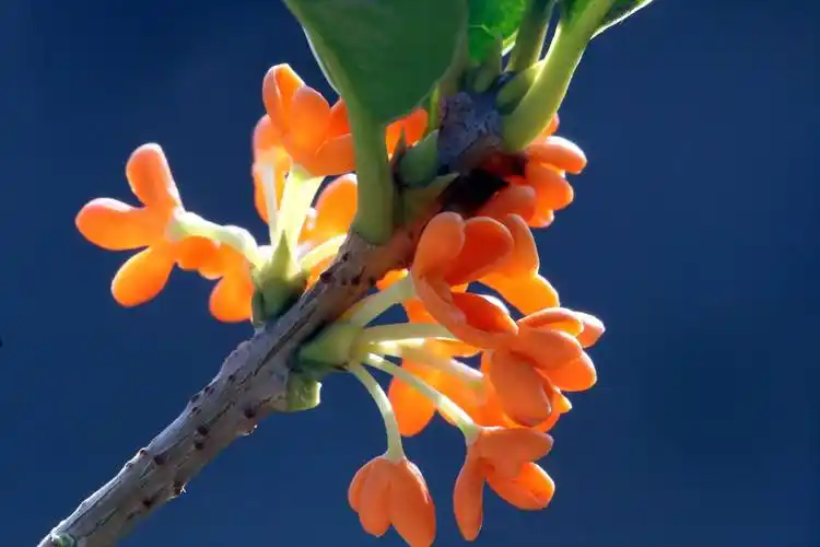 金黄飘香的桂花图片花卉鲜花树木桂花