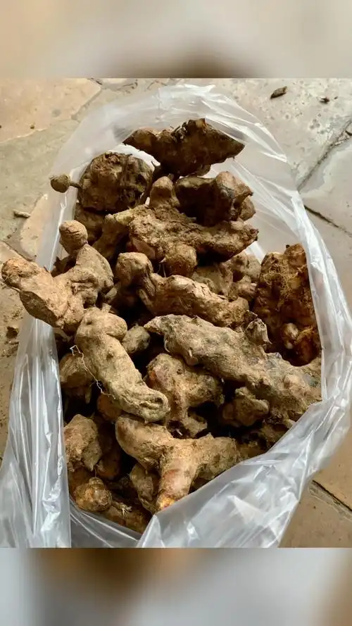 刚下山的野生土茯苓.超级新鲜