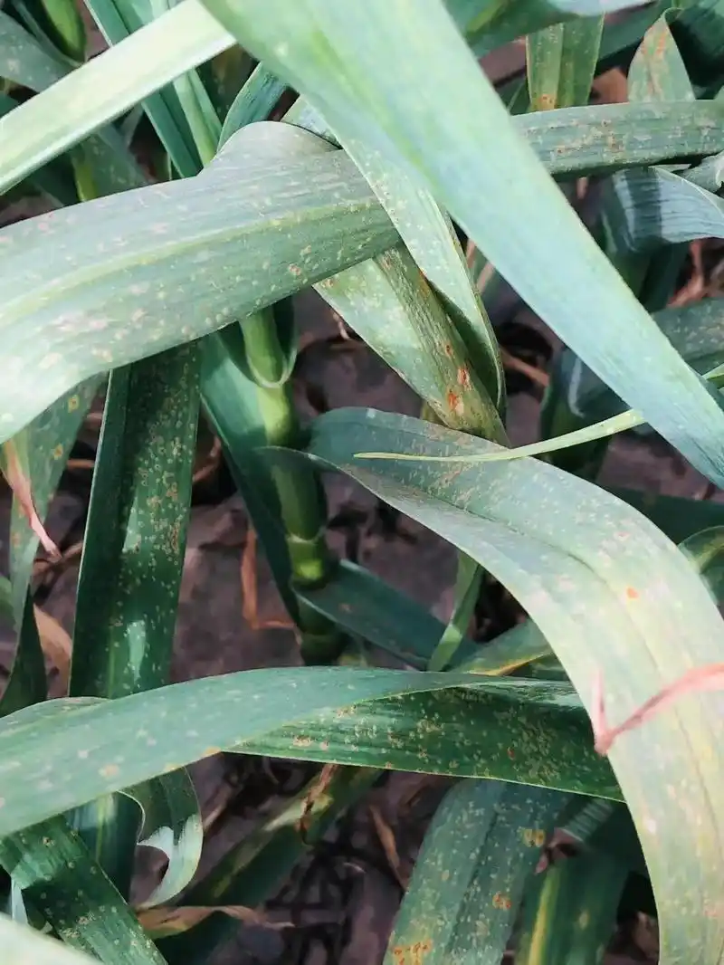 大蒜锈病已经发生望大家引起重视