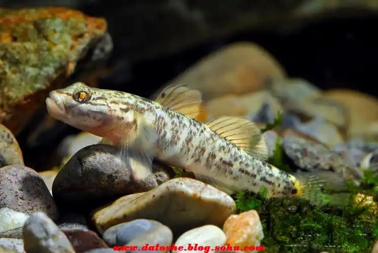 各种原生虾虎鱼图鉴