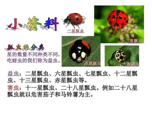 三年级美术《瓢虫》