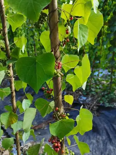 江西省粉防己种子出售300元一斤