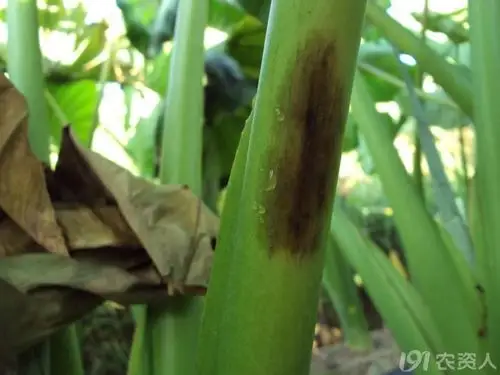 老关看图芋头疫病2叶子上的病斑
