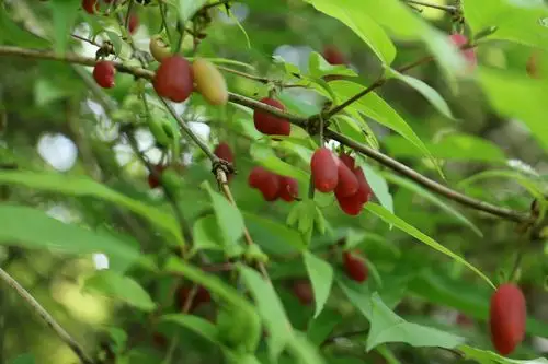 羊奶奶是初夏最早成熟的野果子,酸酸甜甜,清香可口,摘一掬放口里,嘿嘿