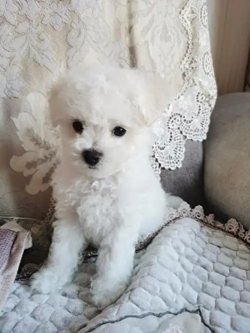 2个月比熊,刚洗完澡,实在臭的不行了,洗完澡香喷喷的,更招人喜欢了