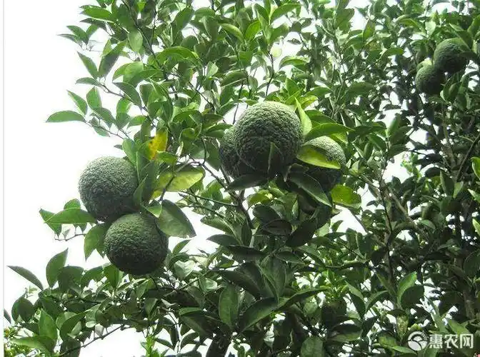 药材枳壳苗 枸橘枳壳2年3年苗 嫁接母本苗圃基地苗批发直销