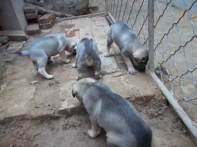 嘉祥县贵齐特种养殖场 供应信息 狗 狼青犬价格 狼