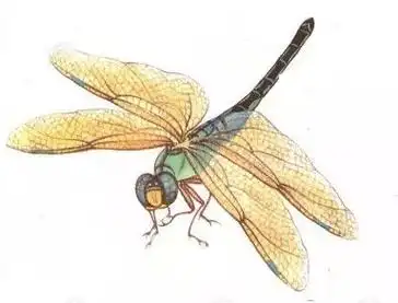 技法| 工笔画草虫之--蜻蜓画法